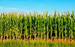 Climate change threatens corn crops