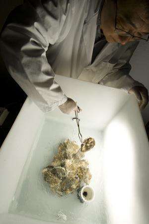 Researchers make oysters safer to eat with improved purification method