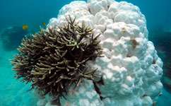 Scientists call for global action on coral reefs