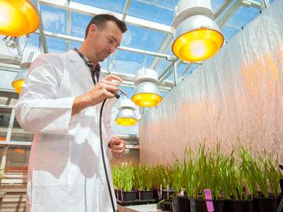 Scientists unveil new way to grow quality wheat faster