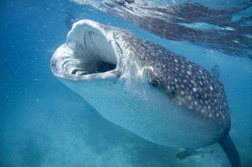Scientists using holiday snaps to identify whale sharks