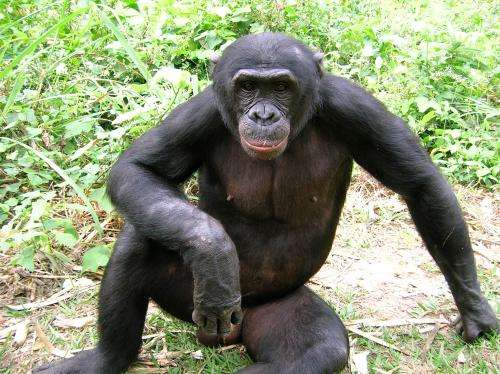 Study finds the forgotten ape threatened by human activity and forest loss