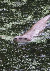 Study reveals disease-causing parasites in dead otters