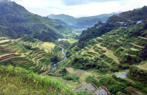 This file photo, taken on October 2, 2003, shows a bird's eye view of the Banaue rice terraces