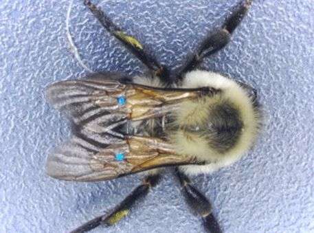 Wing flexibility enhances load-lifting capacity in bumblebees