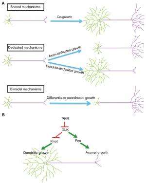 All together now: Novel mechanism directs both dendritic and axonal growth in the same neuron