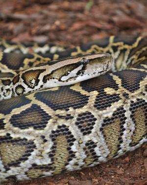 Secrets to 'extreme adaptation' found in Burmese python genome