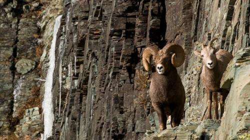 Scientists make strides toward restoring bighorn sheep in the American West