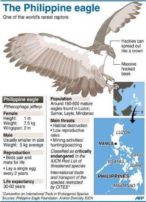 Graphic fact file on the Philippine eagle, one of the world's rarest raptors