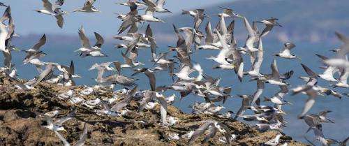 Researchers helping China’s rarest seabird rebound from near-extinction