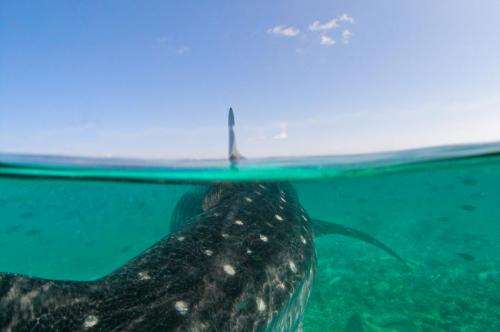Scientists using holiday snaps to identify whale sharks