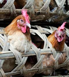 Study reveals new details about H7N9 influenza infections that suddenly appeared in China