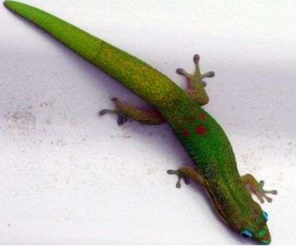 Surfaces inspired by geckos can be switched between adhesive and non-adhesive states
