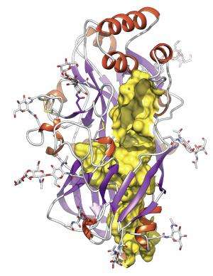 Researchers discover a new protein fold with a transport tunnel