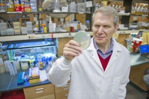 Researchers discover new treatment to cure MRSA infection
