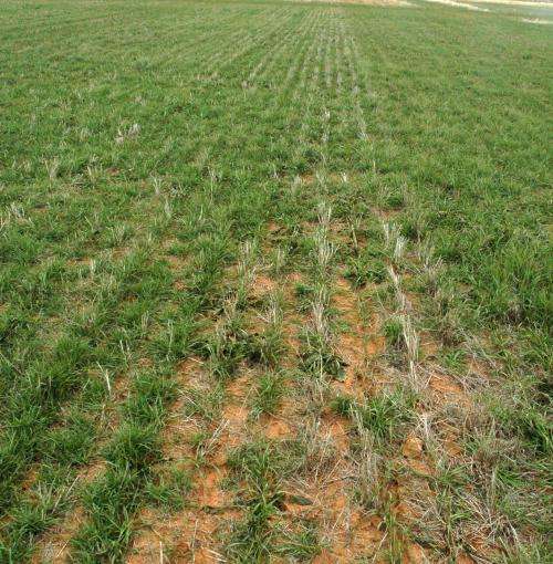 AgriLife Research study: Cover crops use water, but benefit soil health