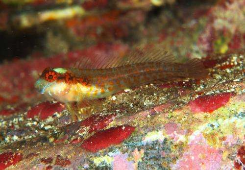 New species of labrisomidae fish discovered in Brazil