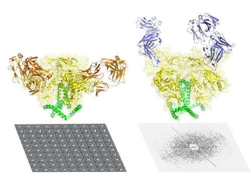 Scientists capture most detailed picture yet of key AIDS protein
