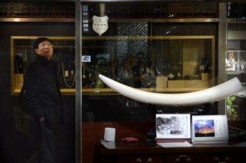 This picture taken on February 20, 2013 shows a Chinese man walking past an ivory tusk display at a shop in Beijing