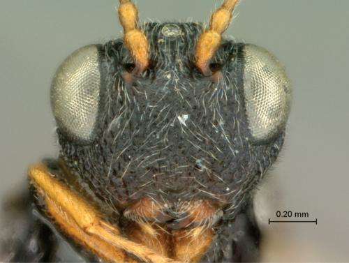 9 new wasp species of the genus Paramblynotus described from Africa and Madagascar