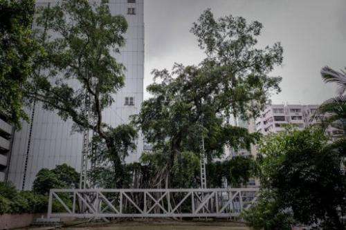 A 400-year-old banyan tree is seen in Kowloon Park in Hong Kong on August 23, 2013