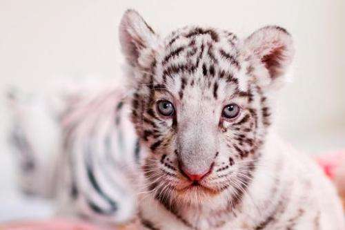 A 42-day-old white bengal tiger cub at Huachipa zoo in Lima, Peru on August 6, 2013