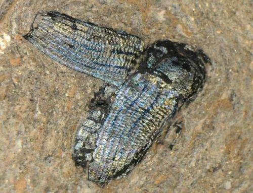 A 49-million-year-old fossil beetle from Messel, Germany