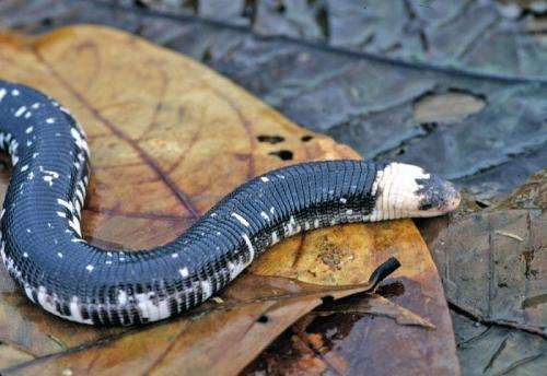 Slithering towards extinction: Almost 1 in 5 reptiles are struggling to survive