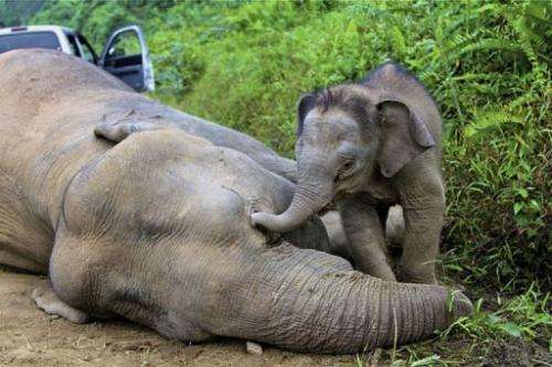 A baby elephant stays close to a dead pygmy elephant in the Gunung Rara Forest Reserve, in Malaysia, January 29, 2013