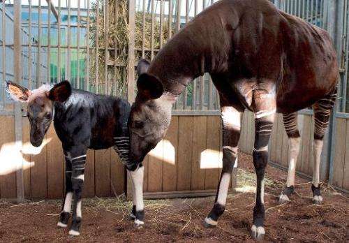 A baby okapi named 'Mbuti' (L) stands on July 12, 2013 with its mother 'Kamina' at the Beauval zoo in Saint-Aignan, central Fran