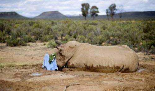 A badly injured white rhino lies in a hollow after poachers sawed off its horn in Cape Town on August 22, 2011