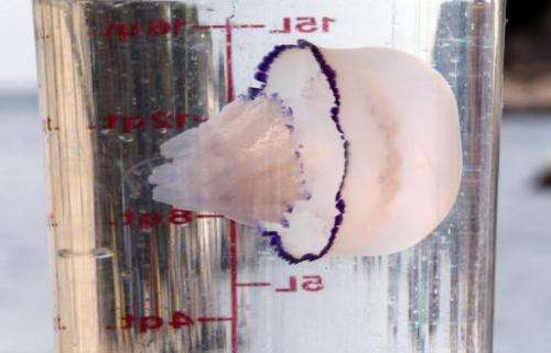 A barrel jellyfish (Rhizostoma pulmo) is displayed in a transparent bucket in Villefranche-sur-Mer, France, July 6, 2012