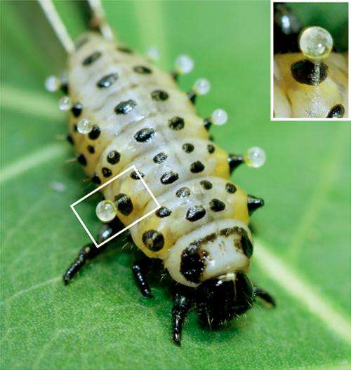 ABC transporters enable leaf beetle larvae to accumulate defensive precursors when feeding