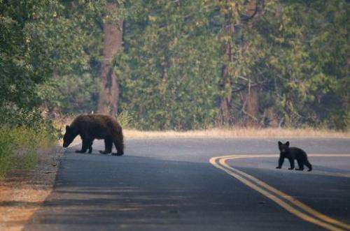A bear and cub cross a road near the Rim Fire on August 24, 2013 in Yosemite National Park, California