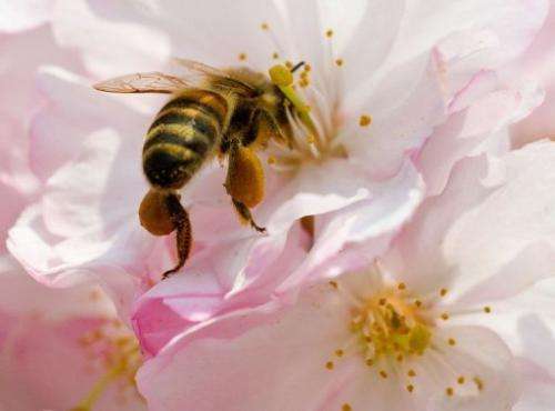 A bee collects pollen from a flowering cherry on April 22, 2013 in Potsdam, eastern Germany