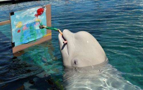 A Beluga whale paints a picture at the Hakkeijima Sea Paradise aquarium in Yokohama, on September 17, 2013