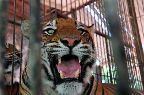 A Bengal tiger remains in its cage at the zoo in Asuncion, on November 20, 2012