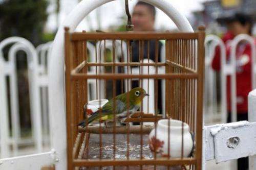 A bird in a cage is shown at a market in Beijing, April 13, 2013
