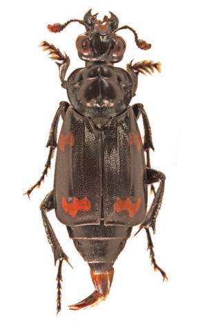 A bit of good luck: A new species of burying beetle from the Solomon Islands Archipelago