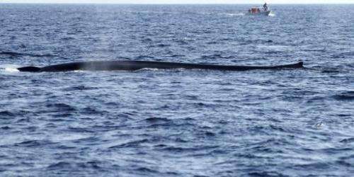 A blue whale is spotted off Sri Lanka on January 21, 2012