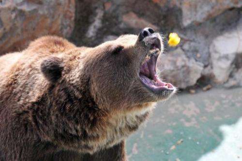 A brown bear receives food from a tourist at the Safari park in Fasano, Apulia region, on August 4, 2011