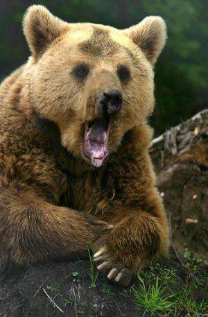 A brown bear yawns at the Dancing Bears Reserve near the town of Belitsa in Bulgaria's Rila mountains during the opening of the 