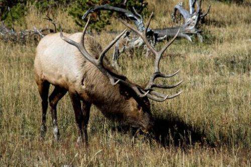 A bull Elk grazes October 8, 2012 in the Yellowstone National Park in Wyoming