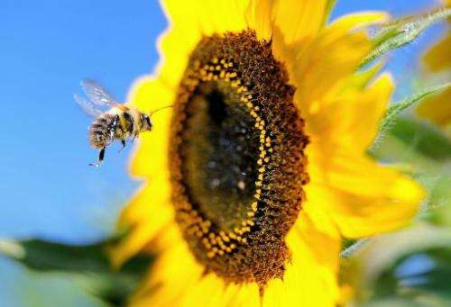 A bumblebee flies next to a sunflower on September 4, 2013, in Godewaersvelde, northern France