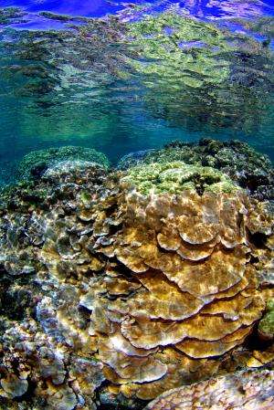 Abundance and distribution of Hawaiian coral species predicted by model