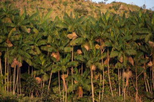 Acai trees are seen along the Xingu river in northern Brazil, on August 7, 2013