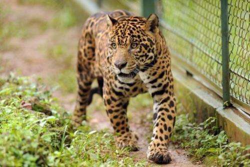 A captive jaguar is seen in an enclosure in Corumba de Goias, about 80 km from Brasilia, on February 18, 2013