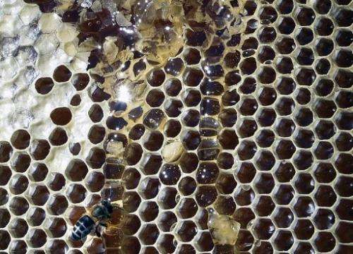 According to a new study, honeycomb cells do not start out as hexagons but as circles