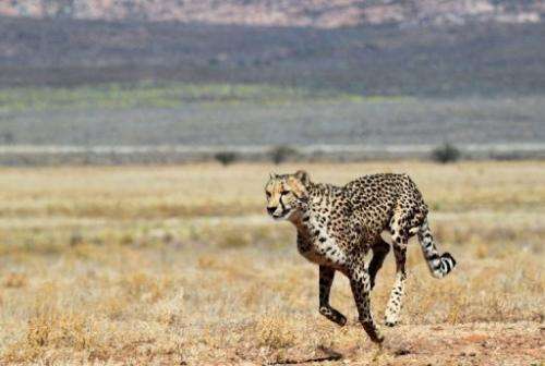 A cheetah pictured on March 22, 2013 at a private game reserve in South Africa