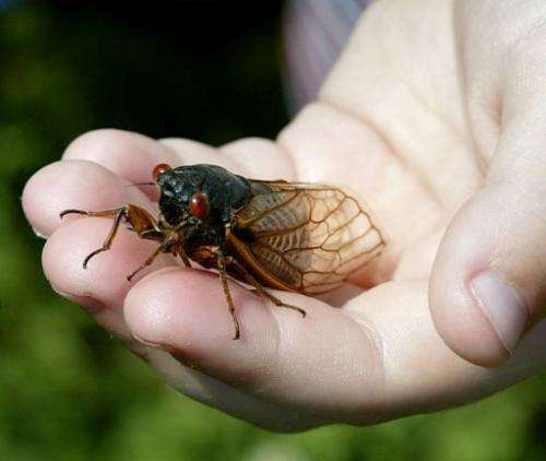 A child holds up a cicada in Alexandria, Virginia on May 14, 2004